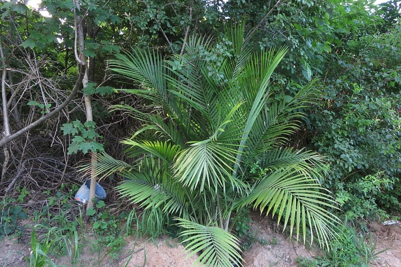 Large majesty palm houseplant outdoors